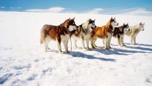 Eight Below - Âm Tám Độ - Hình 3