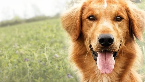 A Dog's Purpose - Mục Đích Sống Của Một Chú Chó - Hình 1